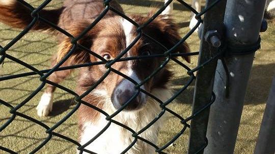 25 border collies riskerar avlivning.