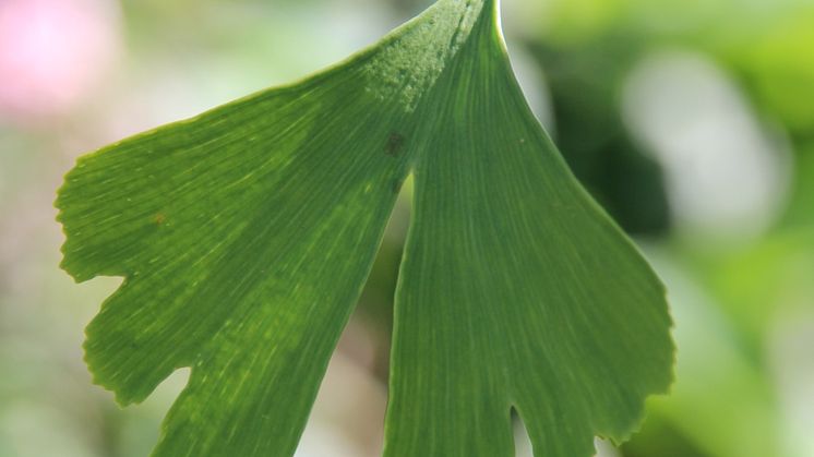 Ginkgo - världens äldsta träd!