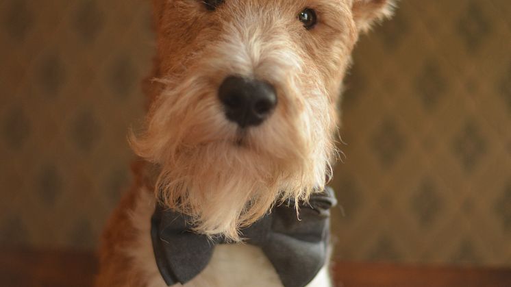 Allan The Foxterrier - Pigallehunden 2017