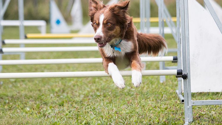 Agility är en av de aktiviteter du kan prova på under Hundens vecka