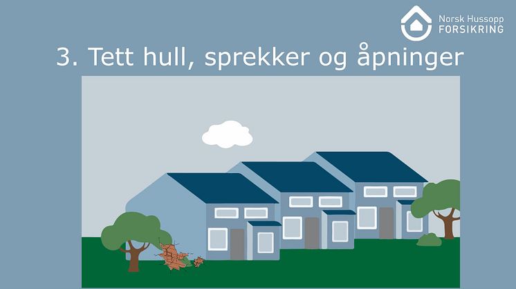 Tips og råd mot rotter og mus