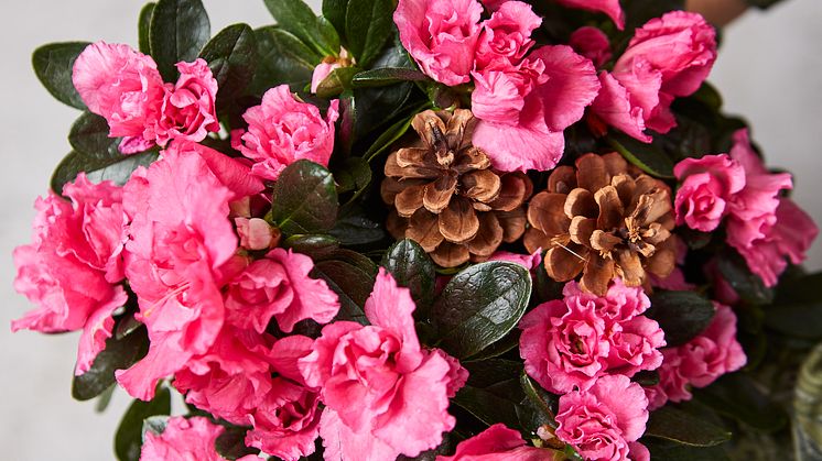 Azalea m kongler
