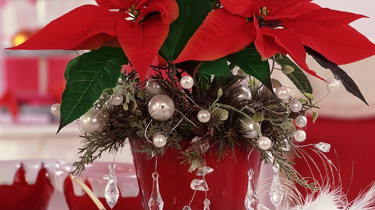 Julstjärnans Dag