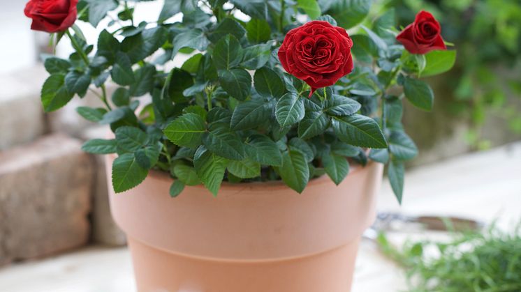 Småblommig ros i kruka.  Rosa Miniatyrros-Gruppen 