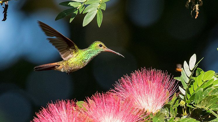 costarica
