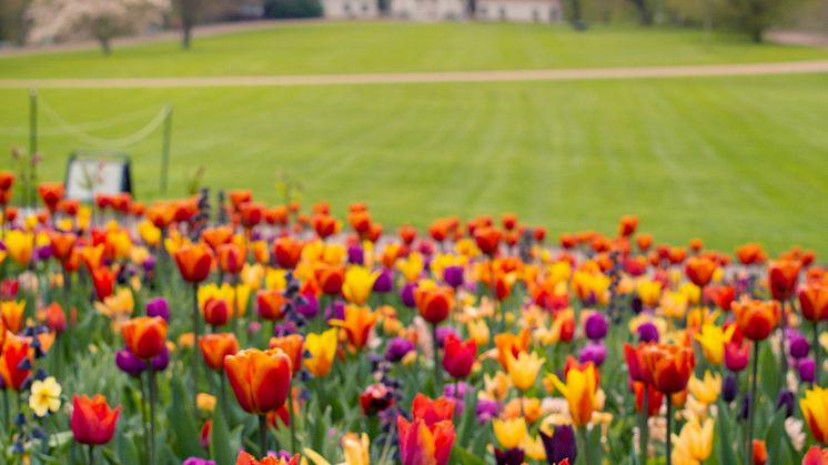Vårflor