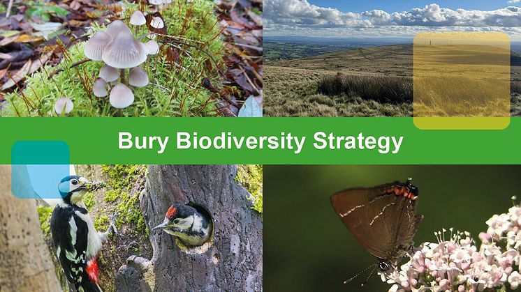 Have your say on a biodiversity strategy for Bury