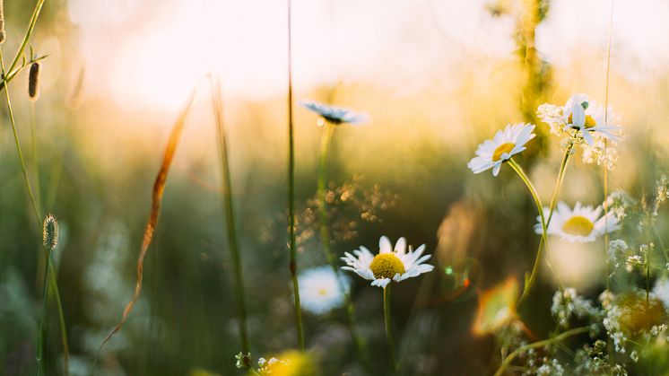 Att det över huvud taget finns några ängar kvar i Dalarna beror på att det finns enskilda människor, familjer och föreningar som lägger ner ett enormt arbete på att sköta sina ängar. Foto: Daiga Ellaby för Unsplash
