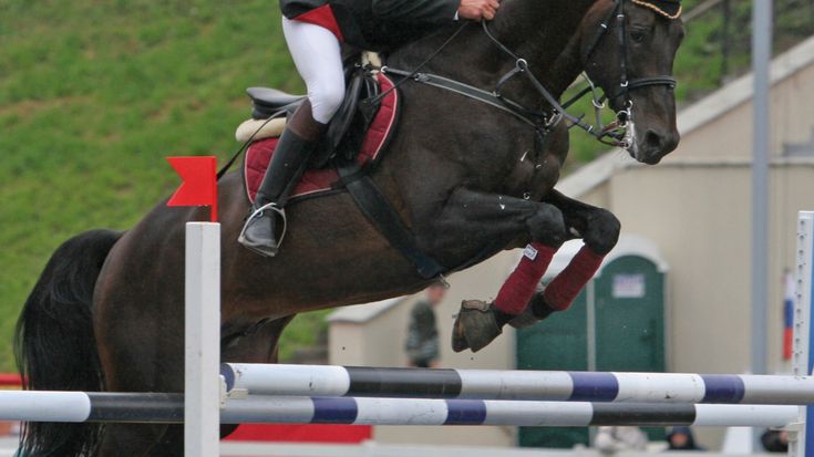 Sweden's horses competing at the Rio games were treated to purified, pollution free water to drink generated by a Bluewater Pro water purifier.