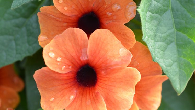 30 Thunbergia alata CloseUp mörk aprikos
