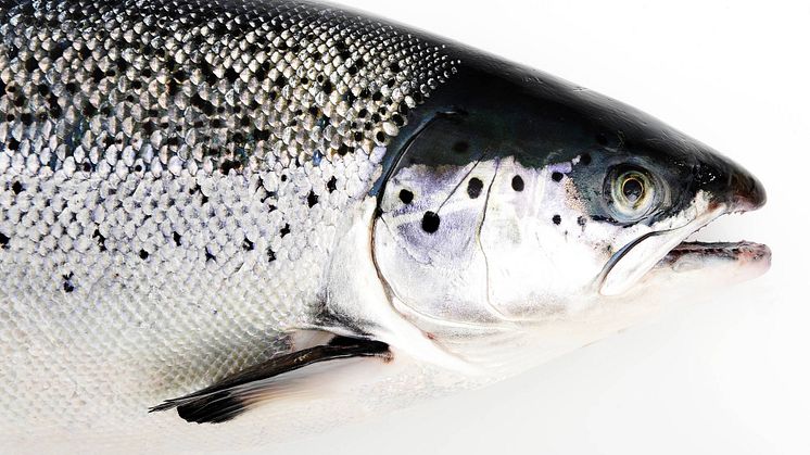 Fisk är säker och hälsosam mat – odlad lax innehåller mindre dioxiner och PCB än vild fet fisk
