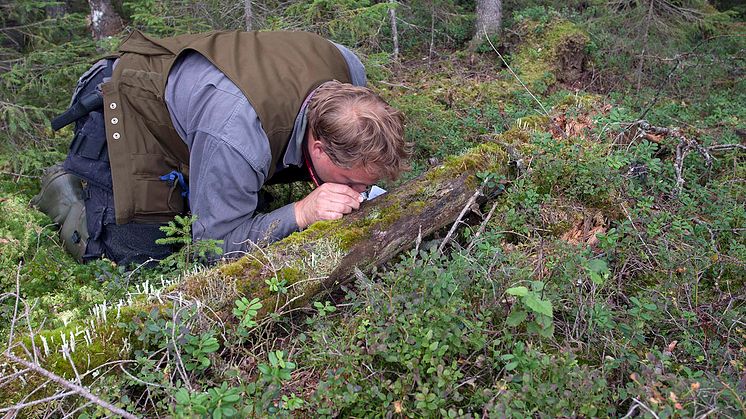 Miljöhänsyn i skogsbruk fungerar