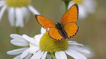 Ekologisk odling gynnar biologisk mångfald