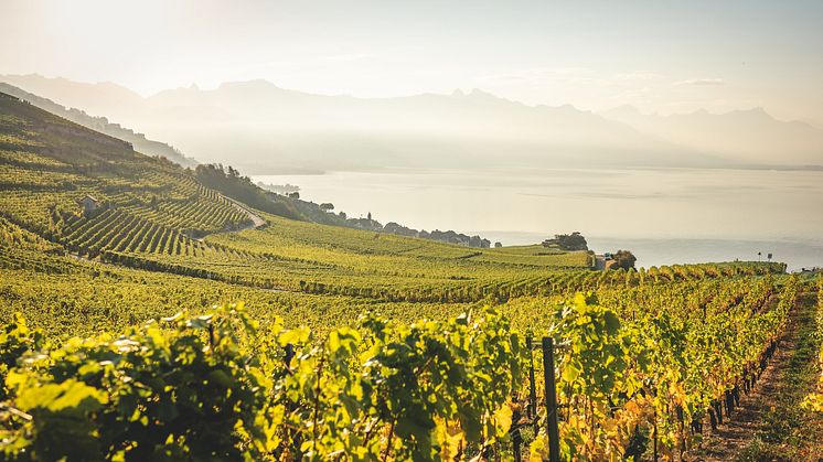 Die Weinberge des UNESCO Weltkulturerbes Lavaux bei Epesses© Schweiz Tourismus