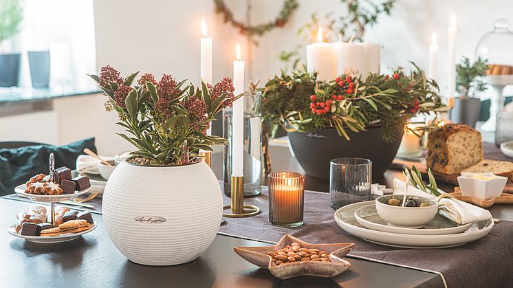 Weihnachtsdekoration mit lebendigem Grün