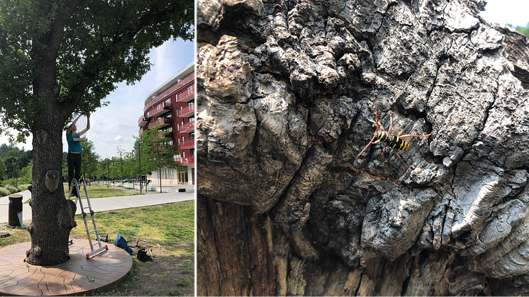 Calluna AB utför en spännande insektsstudie i Norra Djurgårdsstaden åt Stockholms stad. Foton: Anna Koffman (Calluna AB).