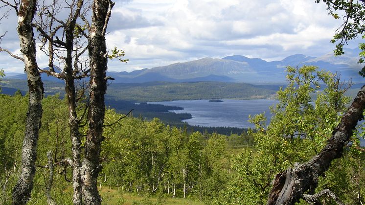 Bild från Malgomaj, Vilhelmina. Fotograf: Mikael Strömberg