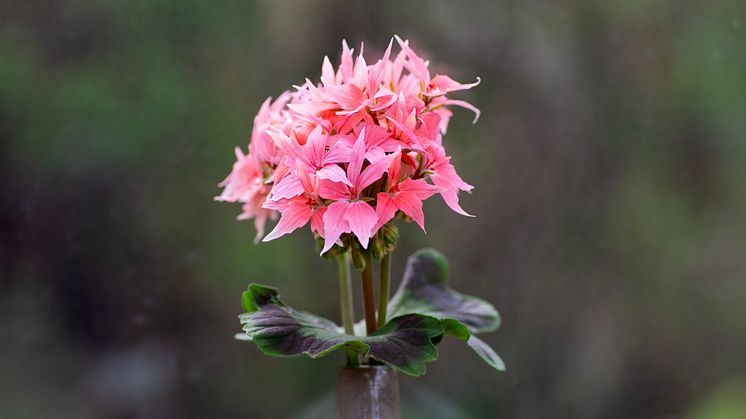 Årets Pelargon 2025 Pelargonium Summer Twist Rose Snitt foto annikasnaturligating.jpg