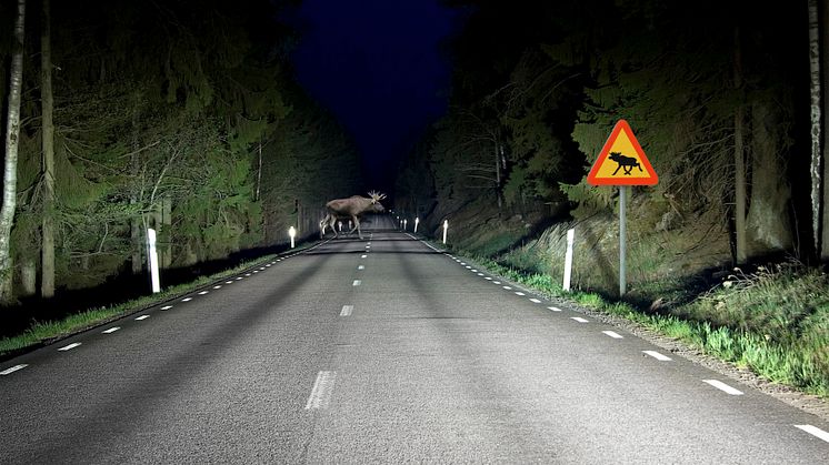 Älg på väg i Hella extraljus