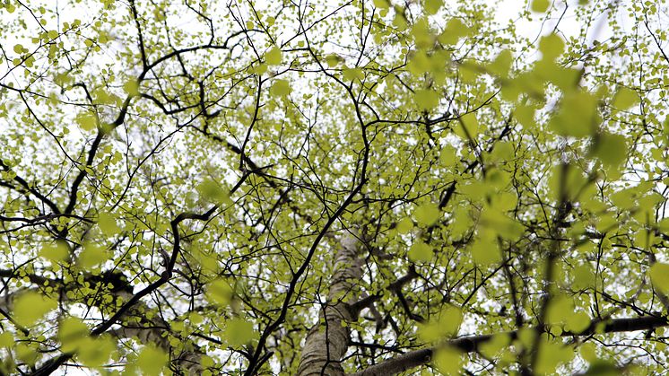 Björkpollen är vanligt upphov till allergi. Foto: Fabian Rimfors/Högskolan Kristianstad