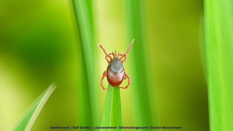 Der Biss einer Zecke kann Borreliose und viele Koinfektionen auslösen. Foto: Adobestock / Ralf Geithe