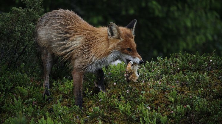 Bilder  värda att bevara vår natur för