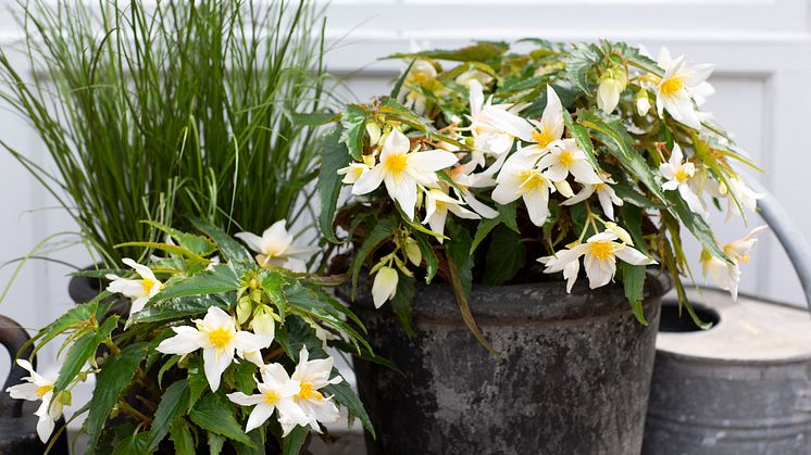 Begonia boliviensis Summerwings Boliviabegonia Foto @annikasnaturligating