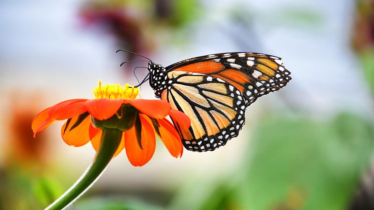 Monarch Butterfly on an Orange Zenia Flower 2