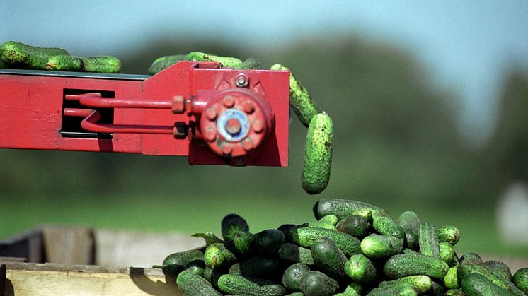 Gurkskörd 