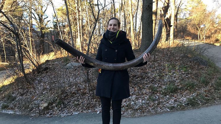 Wrangel_Island_tusk_2 (photo Love Dalén).JPG