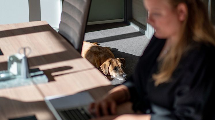 7A är ett hundvänligt kontor. På våra fyra coworking-anläggningar, mitt i Stockholm city, är din fyrbenta vän alltid välkommen!