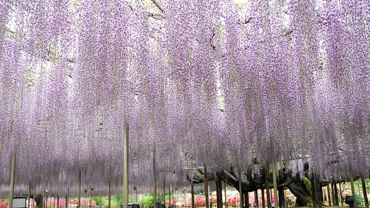 - Ideal Day Trip from Tokyo -  Leave Your Worries Behind with the Spectacular Displays of Spring Flowers