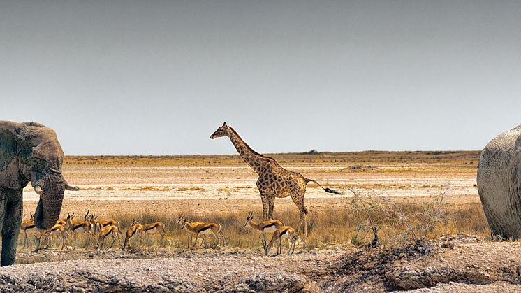 Giv familien en ekstraordinær oplevelse, med safari prægtige Afrika