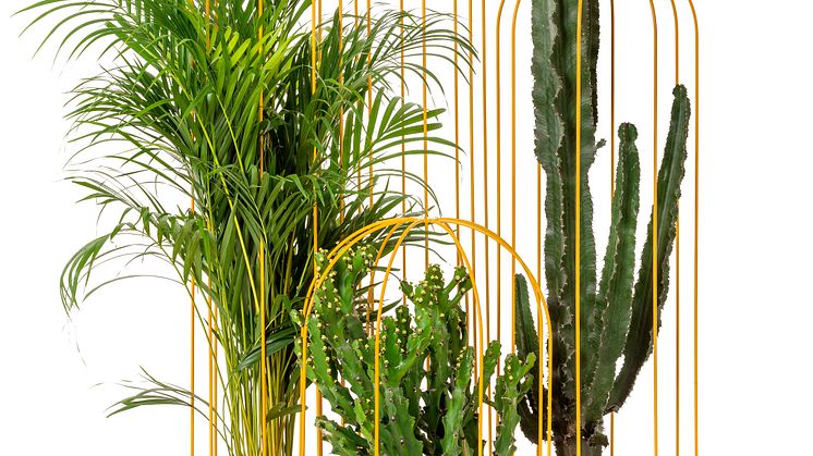 Cacti planter, design Anki Gneib