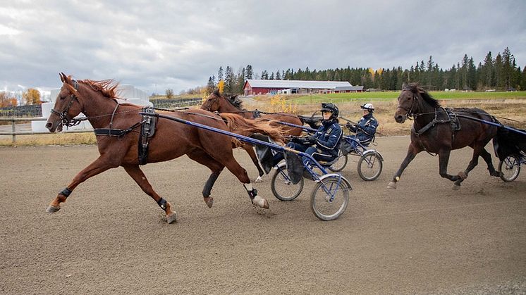 Travhästar under körtest på Wångens travbana. Foto: Kathrin Kienapfel-Henseleit