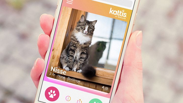 Kattis – en ny digital tjänst för att matcha med hemlösa katter
