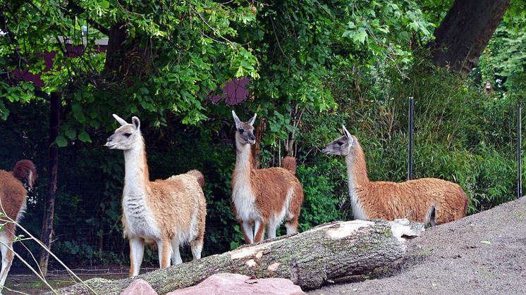 Zoo Leipzig - Guanakos