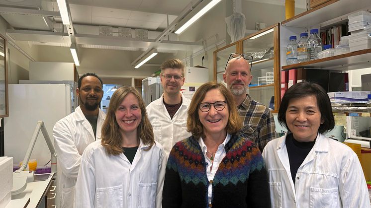 The researchers behind the study. Front row from the left: Hanna Nord, Fatima Pedrosa Domellöf, Jingxia Liu. Rear row: Abraha Kahsay, Nils Dennhag, Jonas von Hofsten