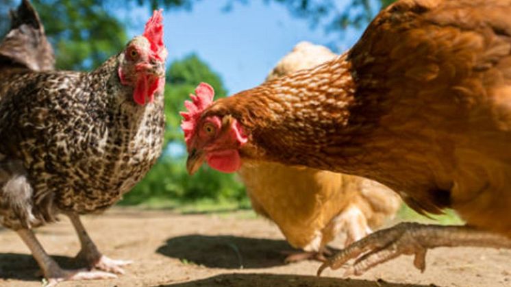 For første gang rangerer Nestlé som en "Tier 2"-aktør (næsthøjeste kategori) i den årlige undersøgelse fra NGO'en BBFAW af fødevareindustriens bestræbelser på at forbedre standarder rundt om i verden. I den kategori ligger også danske Danish Crown.