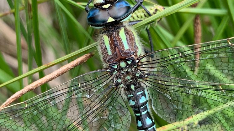Tidig mosaiktrollslända (Brachytron pratense). Foto: Frank Johansson