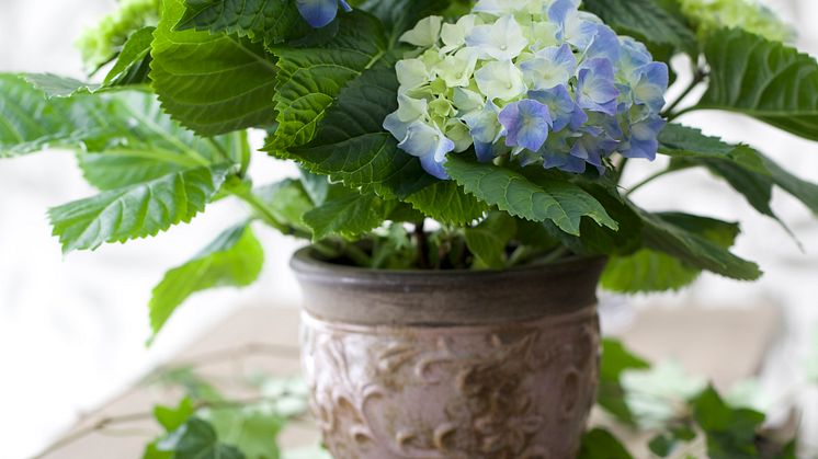 Hortensia och murgröna