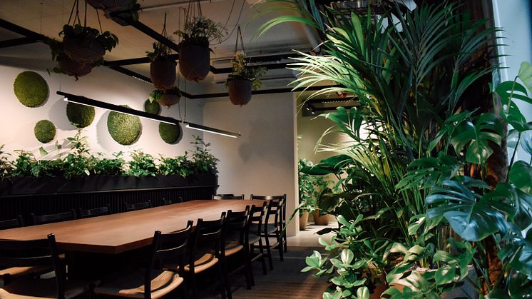 Urban Jungle