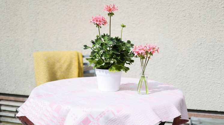 Årets Pelargon 2025 Pelargonium Summer Twist Rose foto SydGrönt (1).jpg