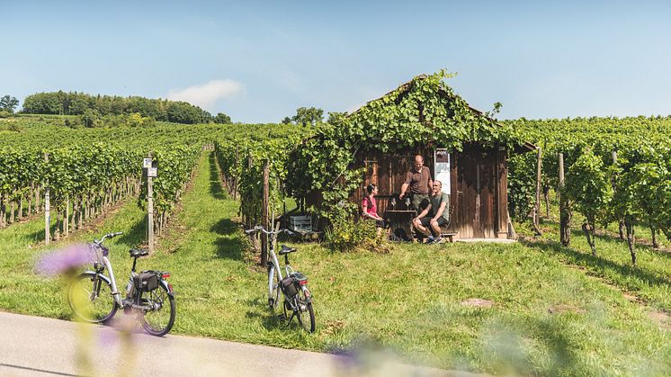 Rebberge Hallau in der Ostschweiz