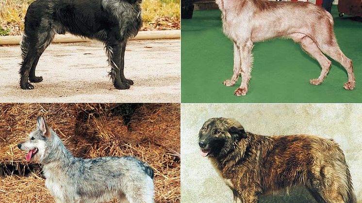 Hundraser från världens alla hörn på World Dog Show 2008