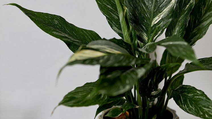Spathiphyllum Diamond