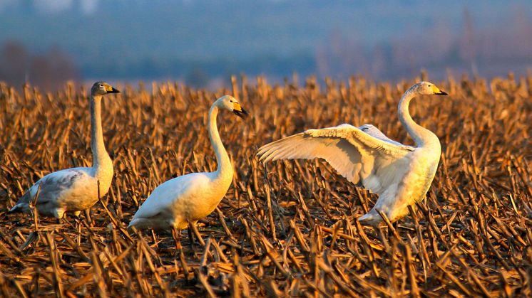 Tanzende Singschwäne - sie sind wieder Wintergäste in Brandenburg. Foto: Ralf Donat.