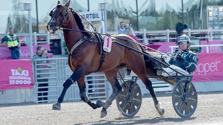 Hemmahästen Night Brodde är en supersprinter enligt tränaren Conrad Lugauer. Foto: Lars Jakobsson/TR Bild