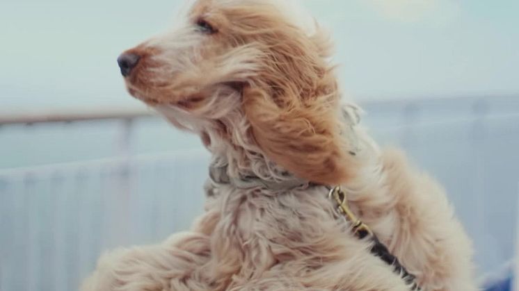 Scandlines Ahhhhh Hund