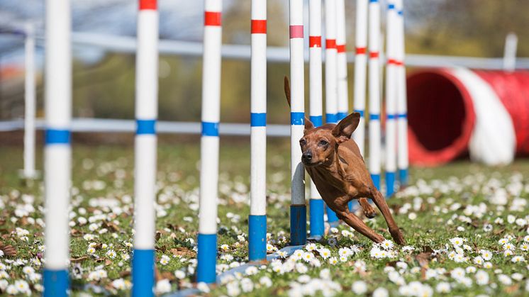 Agility med dvärgpinscher 